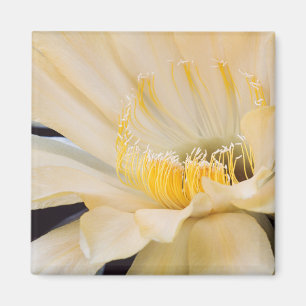 Charlemagne Echinopsis in bloom Magnet