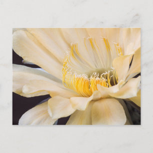 Charlemagne Echinopsis in bloom Postcard