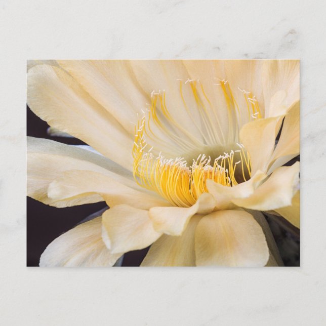 Charlemagne Echinopsis in bloom Postcard (Front)