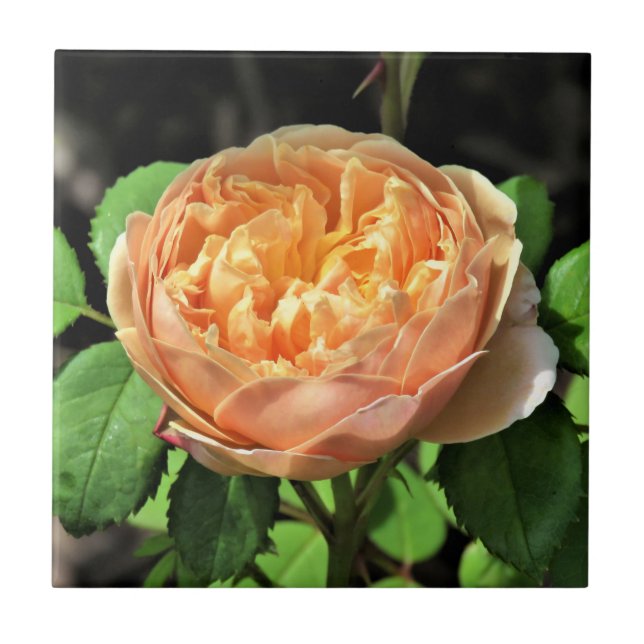 Charles Darwin Rose, Yellow to white Ceramic Tile (Front)