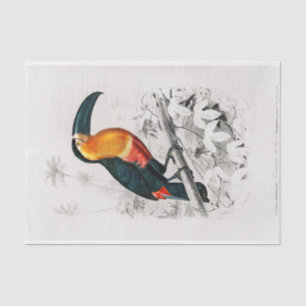 Charles Dessalines D' Orbigny Toucan Tissue Paper