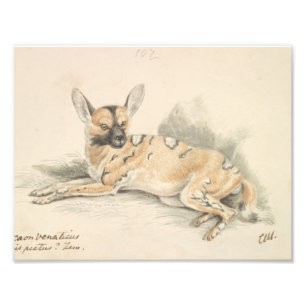 Charles Hamilton Smith - African Wild Dog Photo Print