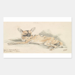 Charles Hamilton Smith - African Wild Dog Rectangular Sticker