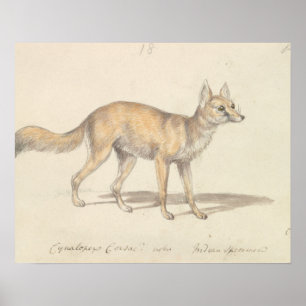 Charles Hamilton Smith - Corsac Dog-Fox Poster