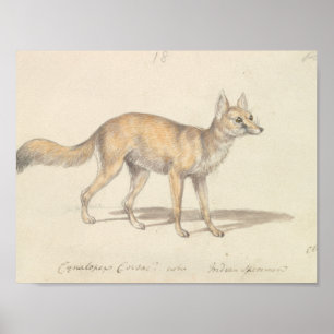 Charles Hamilton Smith - Corsac Dog-Fox Poster