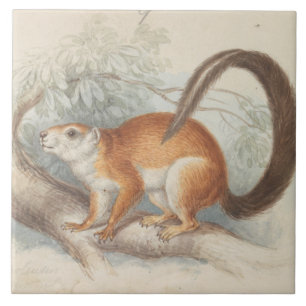 Charles Hamilton Smith - Duvaucel's Squirrel Ceramic Tile