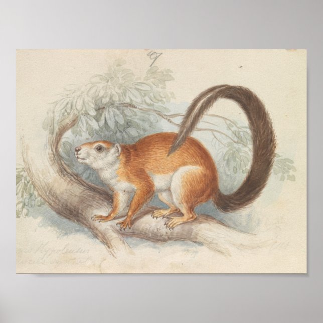 Charles Hamilton Smith - Duvaucel's Squirrel Poster (Front)