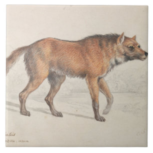 Charles Hamilton Smith - Maned Wolf Ceramic Tile