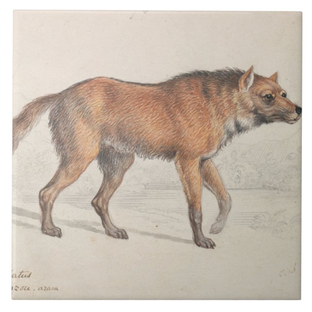 Charles Hamilton Smith - Maned Wolf Ceramic Tile (Front)