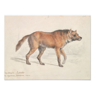 Charles Hamilton Smith - Maned Wolf Photo Print