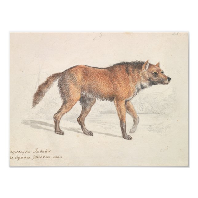 Charles Hamilton Smith - Maned Wolf Photo Print (Front)