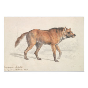 Charles Hamilton Smith - Maned Wolf Photo Print