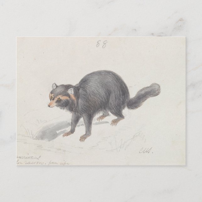 Charles Hamilton Smith - Procyon Cancrivorus Postcard (Front)