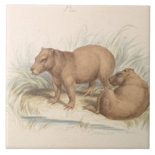 Charles Hamilton Smith - The Capybara Ceramic Tile