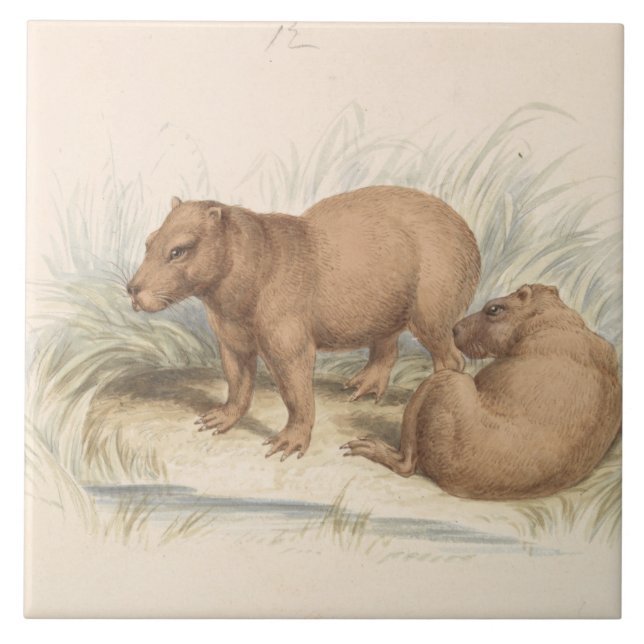 Charles Hamilton Smith - The Capybara Ceramic Tile (Front)