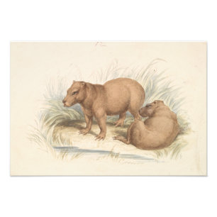 Charles Hamilton Smith - The Capybara Photo Print