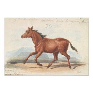 Charles Hamilton Smith - The Koomrah Horse Photo Print