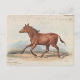 Charles Hamilton Smith - The Koomrah Horse Postcard