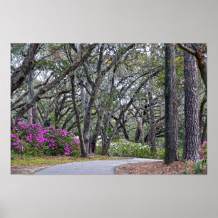 Charles Town Landing Path, South Carolina Poster