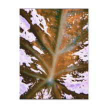 Charleston SC caladium leaf closeup 