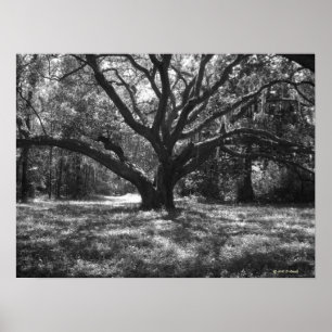 Charleston South Carolina Poster