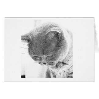 Charlie: Sketch from photo of a British Blue cat