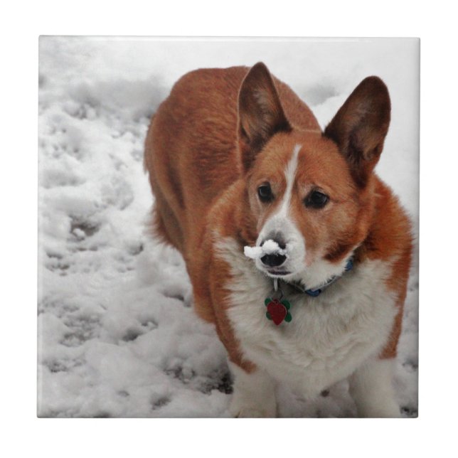Charlie Snow Snout Ceramic Tile (Front)