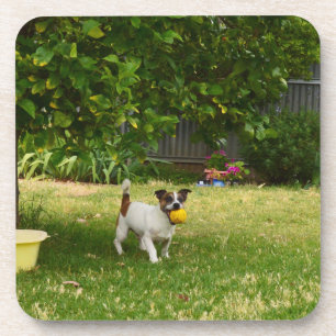 Charlie The Fox Terrier Ball Play, Coasters