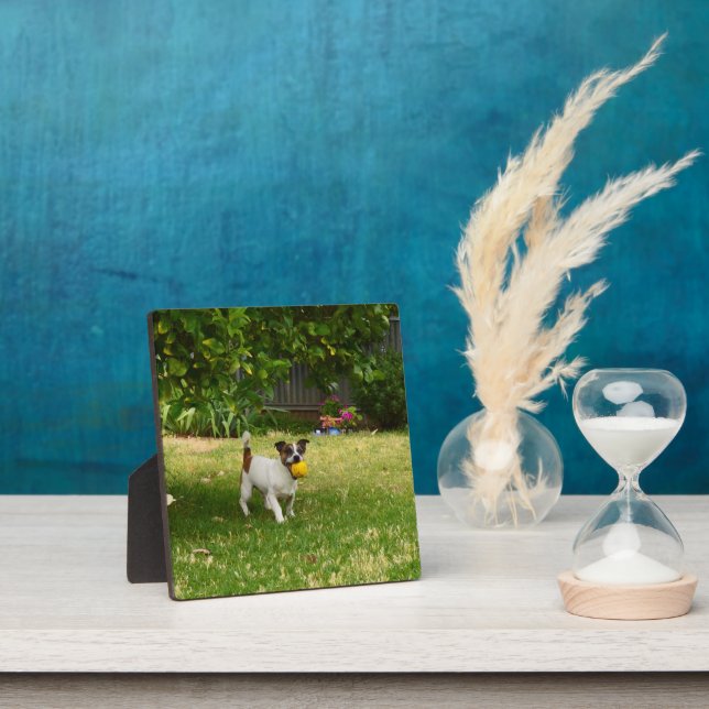 Charlie The Fox Terrier Ball Play, Photo Plaque  (Insitu)
