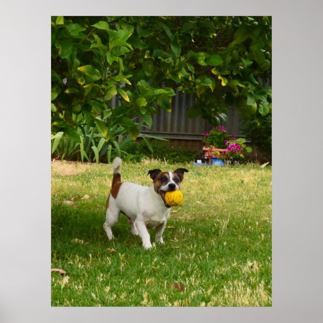 Charlie The Fox Terrier Play Time, Poster (Front)