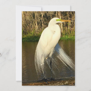 Charlie The Great Egret Card