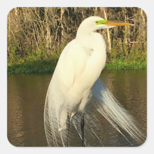 Charlie The Great Egret Square Sticker