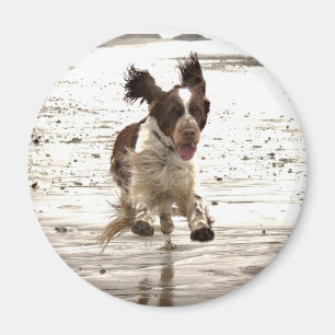 Charlie The Springer! Magnet
