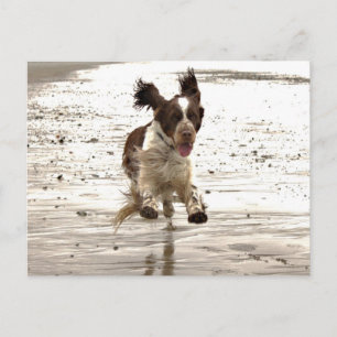 Charlie The Springer! Postcard