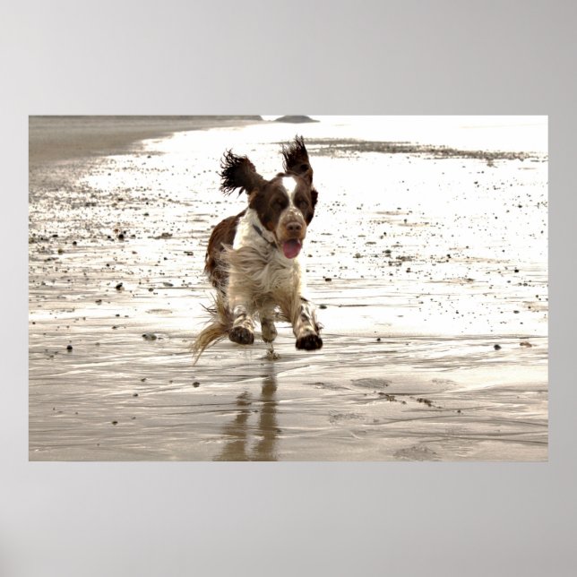 Charlie The Springer! Poster (Front)