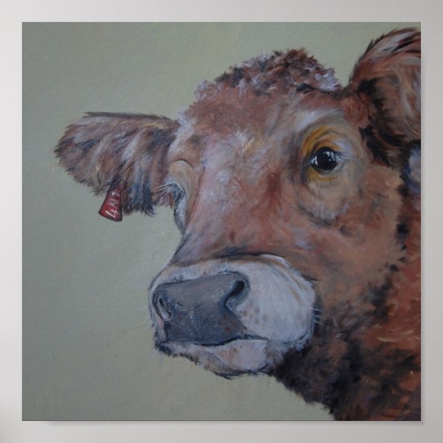 Charlois highlander cow takes a peek poster (Front)