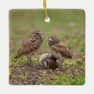 Charming Burrowing Owls of Florida Ceramic Ornament
