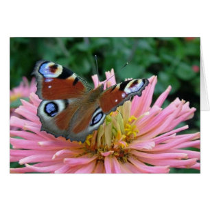 Charming Butterfly
