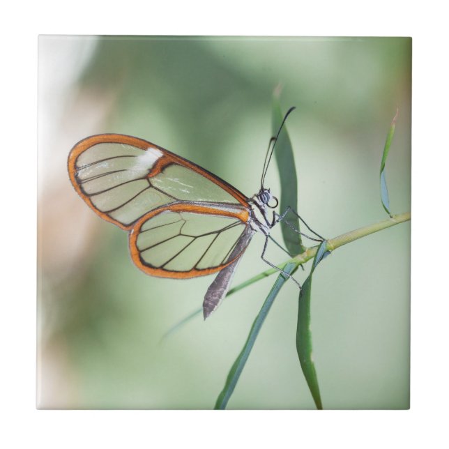 Charming Clear-Wing Butterfly Ceramic Tile (Front)