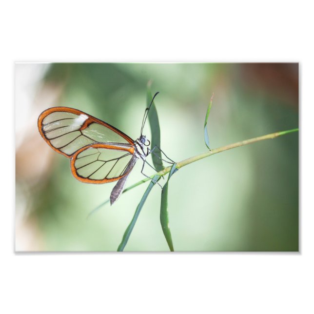 Charming Clear-Wing Butterfly Photo Print (Front)