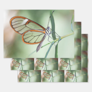 Charming Clear-Wing Butterfly Wrapping Paper Sheet