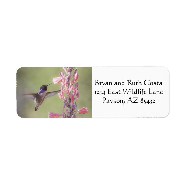 Charming Costa's Hummingbird Return Address Label (Front)