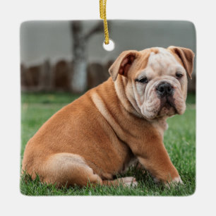 Charming English Bulldog Puppy Ceramic Ornament