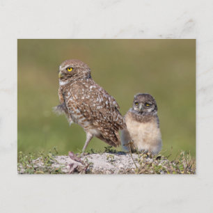 Charming Florida Burrowing Owl Wildlife Photograph Postcard