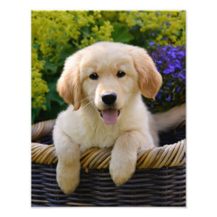 Charming Goldie Retriever Dog Puppy - Paperprint Photo Print