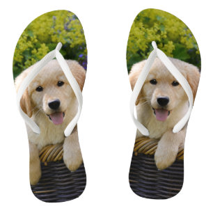 Charming Goldie Retriever Dog Puppy Photo Portrait Thongs