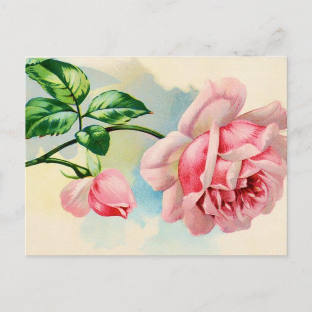 Charming Rose Postcard (Front)