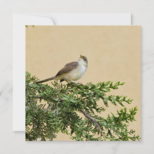 Charming Sparrow Bird Photograph Invitation