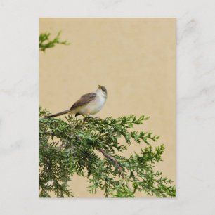 Charming Sparrow Bird Photograph Postcard