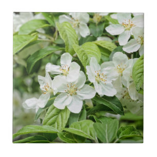 Charming Spring blossoms Tile
